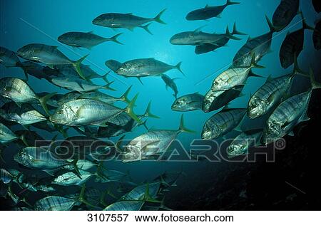 School of Golden Trevallies (Gnathanodon speciosus), Hawaii, USA, side view View Large Photo Image Stock Photo - School of Golden Trevallies (Gnathanodon speciosus), Hawaii, USA, side view . Fotosearch