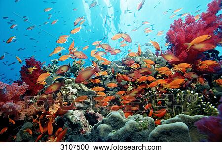 School of Harem Flag Basslets (Pseudanthias squamipinnis) in coral reef, Sharm el-Sheikh, Egypt, Red Sea View Large Photo Image Stock Image - School of Harem Flag Basslets (Pseudanthias squamipinnis) in coral reef, Sharm el-Sheikh, Egypt, Red Sea . Fotosearch