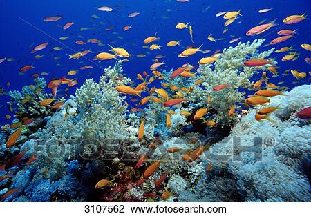 School of Harem Flag Basslets (Pseudanthias squamipinnis) in coral reef, Shaab Tamara, Egypt, Red Sea View Large Photo Image Stock Image - School of Harem Flag Basslets (Pseudanthias squamipinnis) in coral reef, Shaab Tamara, Egypt, Red Sea . Fotosearch