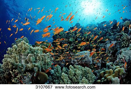 School of Harem Flag Basslets (Pseudanthias squamipinnis) in coral reef, St. Johns Reef, Red Sea, Egypt View Large Photo Image Stock Photo - School of Harem Flag Basslets (Pseudanthias squamipinnis) in coral reef, St. Johns Reef, Red Sea, Egypt . Fotosearch