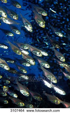 School of Pygmy sweepers (Parapriacanthus ransonneti), Sudan, Red Sea, full frame View Large Photo Image Picture - School of Pygmy sweepers (Parapriacanthus ransonneti), Sudan, Red Sea, full frame . Fotosearch