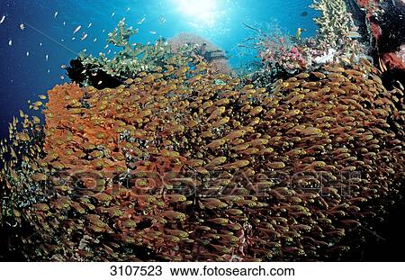 Stock Image - School of Pygmy sweepers (Parapriacanthus ransonneti), Komodo National Park, Indonesia . Fotosearch