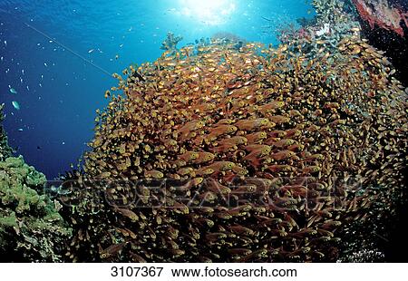 School of Pygmy sweepers (Parapriacanthus ransonneti), Komodo National Park, Indonesia View Large Photo Image Stock Photo - School of Pygmy sweepers (Parapriacanthus ransonneti), Komodo National Park, Indonesia . Fotosearch