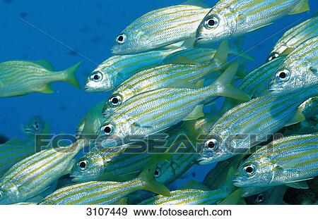School of Smallmouth Grunts (Haemulon chrysargyreum), Bonaire, Netherlands Antilles, Caribbean Sea, side view View Large Photo Image Stock Photo - School of Smallmouth Grunts (Haemulon chrysargyreum), Bonaire, Netherlands Antilles, Caribbean Sea, side view . Fotosearch