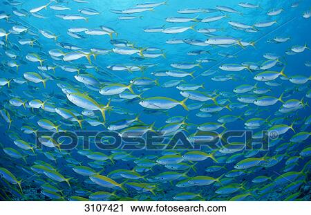 School of Yellowback fusiliers (Caesio teres), Ari Atoll, Maldives, Indian Ocean, full frame View Large Photo Image Stock Image - School of Yellowback fusiliers (Caesio teres), Ari Atoll, Maldives, Indian Ocean, full frame . Fotosearch