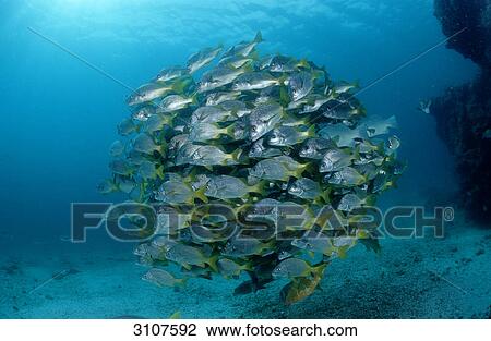 Stock Image - School of Yellowtail Grunts (Anisotremus interruptus), Galapagos Islands, Ecuador, Pacific Ocean . Fotosearch