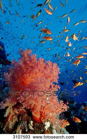 Schooling Lyretail anthias (Pseudanthias squamipinnis) in coral reef, Safaga, Egypt, Red Sea, underwater shot View Large Photo Image Stock Image - Schooling Lyretail anthias (Pseudanthias squamipinnis) in coral reef, Safaga, Egypt, Red Sea, underwater shot . Fotosearch