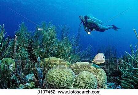 Stock Image - Scuba diver and Foureye Butterflyfish (Chaetodon capistratus) in coral reef, Netherlands Antilles, Bonaire, Caribbean Sea . Fotosearch