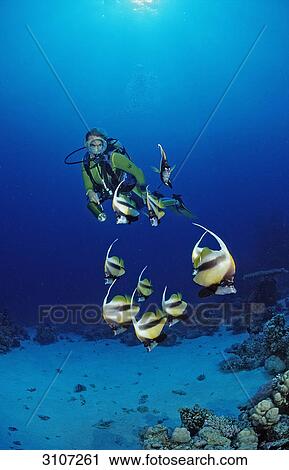 Scuba diver and Red Sea Bannerfishes (Heniochus intermedius), Egypt, Shaab Marksur, Red Sea View Large Photo Image Stock Image - Scuba diver and Red Sea Bannerfishes (Heniochus intermedius), Egypt, Shaab Marksur, Red Sea . Fotosearch