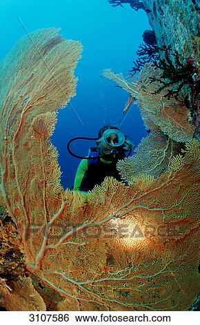 Stock Photograph - Scuba diver behind fan coral, Similan Islands, Andaman Sea, Thailand, underwater shot . Fotosearch