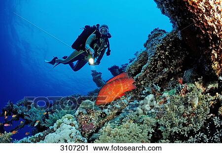Scuba diver discovering coral grouper (Cephalopholis miniata), Sinai, Ras Mohammed, Egypt, Red Sea, underwater shot  View Large Photo Image Stock Image - Scuba diver discovering coral grouper (Cephalopholis miniata), Sinai, Ras Mohammed, Egypt, Red Sea, underwater shot . Fotosearch