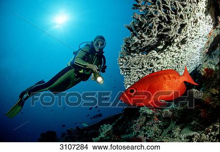 Picture - Scuba diver discovering Crescent-tail bigeye (Priacanthus hamrur) in reef, St. Johns Reef, Egypt, Red Sea, underwater shot . Fotosearch