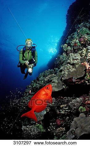 Scuba diver discovering Crescent-tail bigeye (Priacanthus hamrur) in reef, St. Johns Reef, Egypt, Red Sea, underwater shot View Large Photo Image Stock Photo - Scuba diver discovering Crescent-tail bigeye (Priacanthus hamrur) in reef, St. Johns Reef, Egypt, Red Sea, underwater shot . Fotosearch