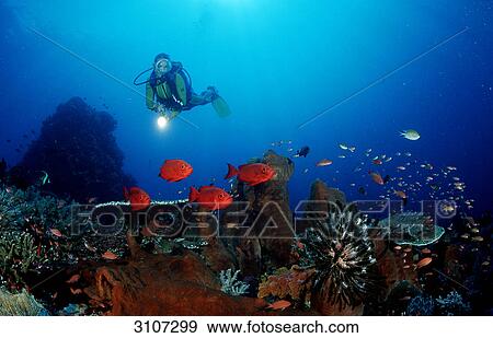 Stock Photo - Scuba diver discovering Crescent-tail bigeyes (Priacanthus hamrur) in coral reef, Komodo National Park, Indonesia, Indian Ocean . Fotosearch