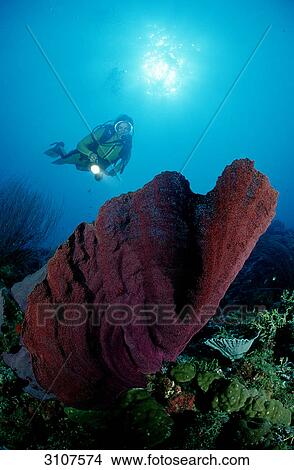 Scuba diver discovering elephant ear sponge (Agelas clathrodes), Papua New Guinea, Pacific Ocean, underwater shot View Large Photo Image Picture - Scuba diver discovering elephant ear sponge (Agelas clathrodes), Papua New Guinea, Pacific Ocean, underwater shot . Fotosearch