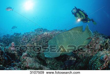 Scuba diver discovering Humpback wrasse (Cheilinus undulatus), Ari Atoll, Maldives, Indian Ocean, underwater shot View Large Photo Image Stock Photo - Scuba diver discovering Humpback wrasse (Cheilinus undulatus), Ari Atoll, Maldives, Indian Ocean, underwater shot . Fotosearch