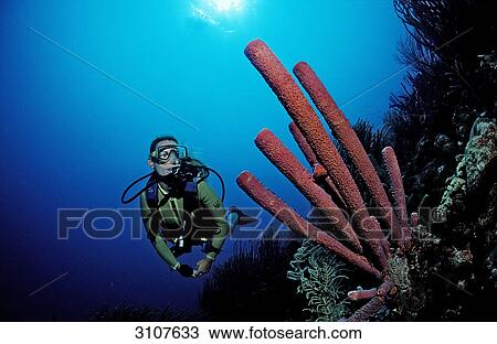 Stock Image - Scuba diver discovering Lavender Stovepipe sponge (Aplysina archeri) Guadeloupe, Caribbean Sea, underwater shot . Fotosearch