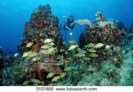 Scuba diver discovering school of grunts (Haemulon sciurus), Dominican Republic, Caribbean Sea View Large Photo Image Stock Photo - Scuba diver discovering school of grunts (Haemulon sciurus), Dominican Republic, Caribbean Sea . Fotosearch