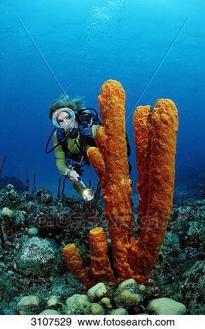 Scuba diver discovering tube sponge, Isla Catalina, Dominican Republic, underwater shot View Large Photo Image Stock Photo - Scuba diver discovering tube sponge, Isla Catalina, Dominican Republic, underwater shot . Fotosearch