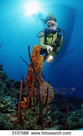 Scuba diver discovering tube sponge, Isla Catalina, Dominican Republic, underwater shot View Large Photo Image Stock Photo - Scuba diver discovering tube sponge, Isla Catalina, Dominican Republic, underwater shot . Fotosearch