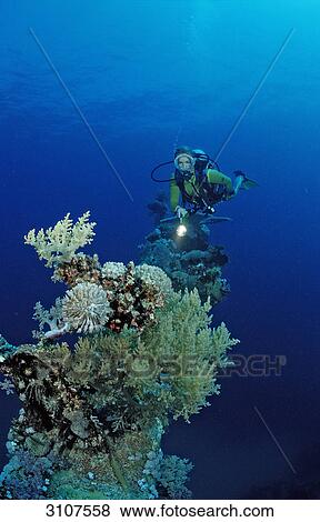 Scuba diver explores unknown ship wreck, Zabargad, Egypt, Red Sea View Large Photo Image Stock Photo - Scuba diver explores unknown ship wreck, Zabargad, Egypt, Red Sea . Fotosearch