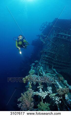 Scuba diver explores unknown ship wreck, Zabargad, Egypt, Red Sea View Large Photo Image Stock Photo - Scuba diver explores unknown ship wreck, Zabargad, Egypt, Red Sea . Fotosearch