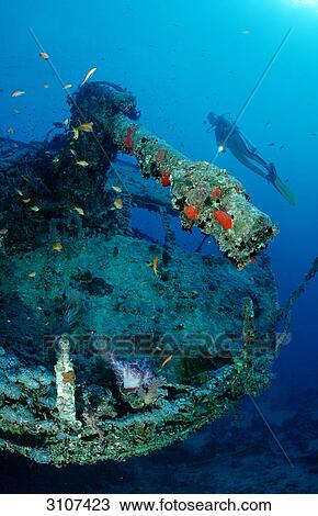Scuba diver exploring ship wreck of the Thistlegorm, Sinai, Egypt, Red Sea View Large Photo Image Stock Image - Scuba diver exploring ship wreck of the Thistlegorm, Sinai, Egypt, Red Sea . Fotosearch