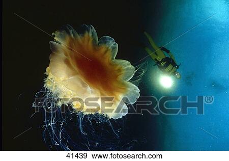 Scuba diver flashing light on jellyfish underwater View Large Photo Image Stock Photo - Scuba diver flashing light on jellyfish underwater . Fotosearch
