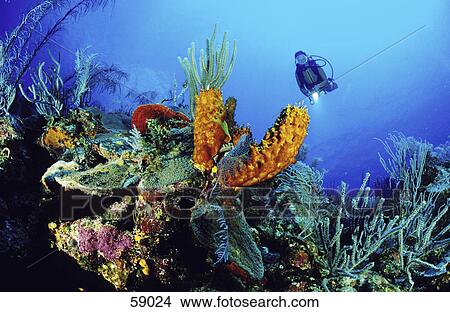 Scuba diver flashing light on carribbean underwater reef, Bahamas View Large Photo Image Picture - Scuba diver flashing light on carribbean underwater reef, Bahamas . Fotosearch