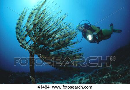 Scuba diver flashing light on Spiral tube worm (Spirographis Spallanzani) underwater, Croatia View Large Photo Image Picture - Scuba diver flashing light on Spiral tube worm (Spirographis Spallanzani) underwater, Croatia . Fotosearch