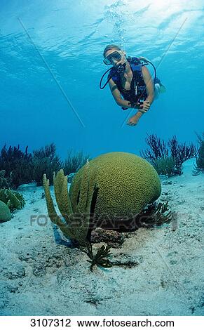 Scuba diver in coral reef, Bonaire, Netherlands Antilles, Caribbean Sea, underwater shot View Large Photo Image Stock Image - Scuba diver in coral reef, Bonaire, Netherlands Antilles, Caribbean Sea, underwater shot . Fotosearch