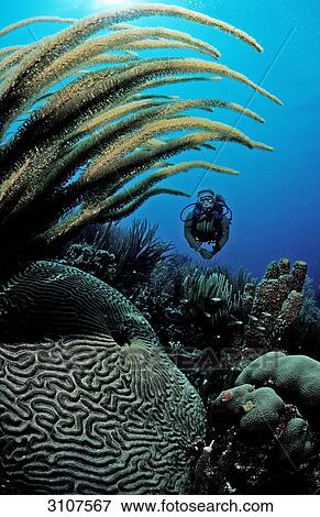 Scuba diver in coral reef, Bonaire, Netherlands Antilles, Caribbean Sea View Large Photo Image Stock Photo - Scuba diver in coral reef, Bonaire, Netherlands Antilles, Caribbean Sea . Fotosearch