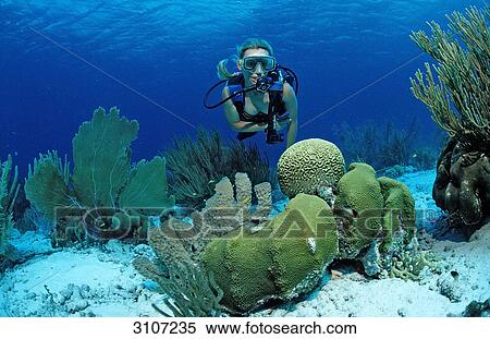 Scuba diver in coral reef, Bonaire, Netherlands Antilles, Caribbean Sea, underwater shot View Large Photo Image Stock Photography - Scuba diver in coral reef, Bonaire, Netherlands Antilles, Caribbean Sea, underwater shot . Fotosearch