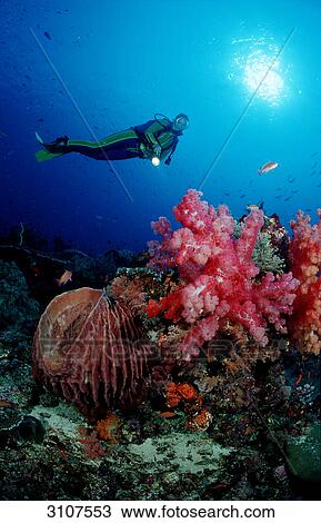 Scuba diver in coral reef, Komodo National Park, Indonesia, underwater shot View Large Photo Image Stock Image - Scuba diver in coral reef, Komodo National Park, Indonesia, underwater shot . Fotosearch