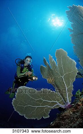 Scuba diver in coral reef, Punta Cana, Dominican Republic, Caribbean Sea, underwater shot View Large Photo Image Stock Image - Scuba diver in coral reef, Punta Cana, Dominican Republic, Caribbean Sea, underwater shot . Fotosearch