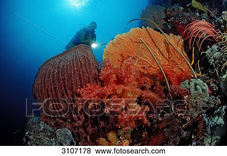 Scuba diver in coral reef, Raja Ampat Islands, Indonesia, Indian Ocean, underwater shot View Large Photo Image Stock Photo - Scuba diver in coral reef, Raja Ampat Islands, Indonesia, Indian Ocean, underwater shot . Fotosearch