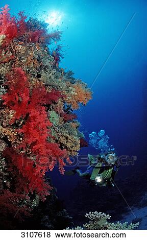 Stock Photo - Scuba diver in coral reef, Rocky Island, Egypt, Red Sea, underwater shot . Fotosearch