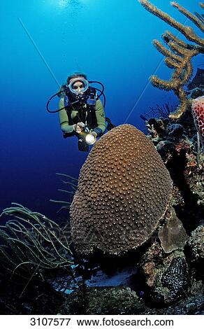 Stock Photo - Scuba diver in coral reef, Saint Lucia, French West Indies, Caribbean Sea, underwater shot . Fotosearch