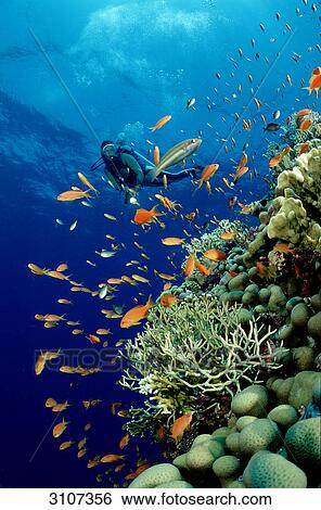 Scuba diver in coral reef, Sinai, Egypt, Red Sea, underwater shot View Large Photo Image Stock Photograph - Scuba diver in coral reef, Sinai, Egypt, Red Sea, underwater shot . Fotosearch