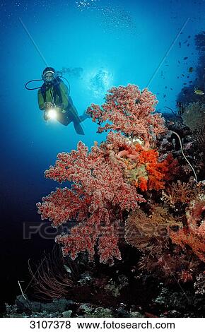 Stock Photo - Scuba diver in coral reef, Sulawesi, Indonesia, Banda Sea, underwater shot . Fotosearch