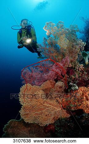 Stock Photo - Scuba diver in coral reef, Sulawesi, Indonesia, Banda Sea, underwater shot . Fotosearch