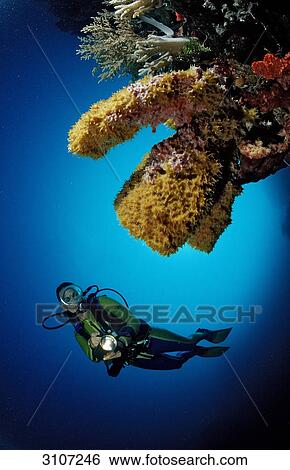 Scuba diver in coral reef, Sulawesi, Indonesia, Banda Sea, underwater shot View Large Photo Image Stock Photograph - Scuba diver in coral reef, Sulawesi, Indonesia, Banda Sea, underwater shot . Fotosearch