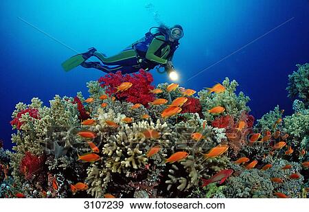 Stock Photo - Scuba diver in coral reef, Zabargad, Egypt, Red Sea, underwater shot . Fotosearch