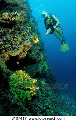 Scuba diver in reef, Croatia, Mediterranean Sea, underwater shot View Large Photo Image Stock Photo - Scuba diver in reef, Croatia, Mediterranean Sea, underwater shot . Fotosearch