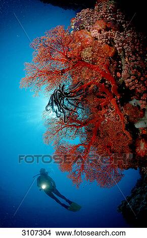Scuba diver in reef with red soft corals, Komodo National Park, Indonesia View Large Photo Image Picture - Scuba diver in reef with red soft corals, Komodo National Park, Indonesia . Fotosearch