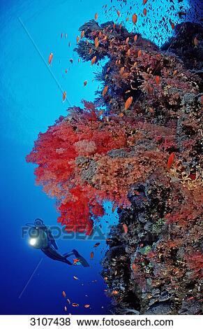 Stock Photo - Scuba diver in reef with red soft corals, Rocky Island, Red Sea, Egypt . Fotosearch