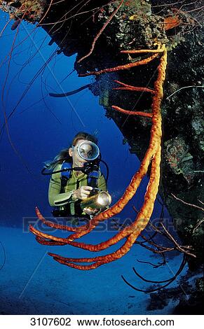 Scuba diver on the Hilma Hooker Ship Wreck, Bonaire, Netherlands Antilles, Caribbean Sea View Large Photo Image Stock Image - Scuba diver on the Hilma Hooker Ship Wreck, Bonaire, Netherlands Antilles, Caribbean Sea . Fotosearch