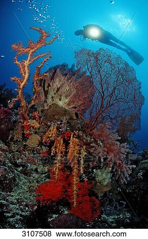 Scuba diver over coral reef, Sulawesi, Indonesia, Banda Sea, underwater shot View Large Photo Image Stock Photo - Scuba diver over coral reef, Sulawesi, Indonesia, Banda Sea, underwater shot . Fotosearch