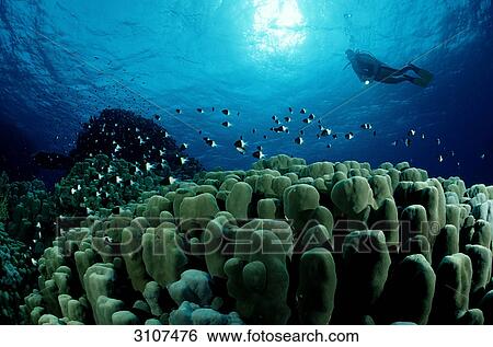 Scuba diver over hard coral reef, Zabargad, Egypt, Red Sea, underwater shot View Large Photo Image Stock Photograph - Scuba diver over hard coral reef, Zabargad, Egypt, Red Sea, underwater shot . Fotosearch
