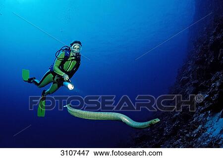 Stock Photo - Scuba diver pursuing Sea snake (Hydrophiidae), Papua New Guinea, Pacific Ocean . Fotosearch